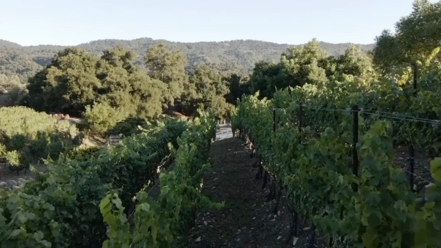 Vineyard rows from the original Fermentation House film
